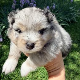 Bunny - Blue merle female Pomeranian puppy in Clarksville, Tennessee from Bee Mine Maltipoos and Pomeranians