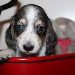 Boy 2 - Blue and tan male Dachshund puppy in Craig, Colorado from Rocky Mountain Shih Tzus and Dry Creek Miniature Dachshunds