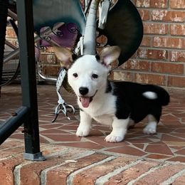Cardigan Welsh Corgi Puppies from Luxe Cardigan Welsh Corgis