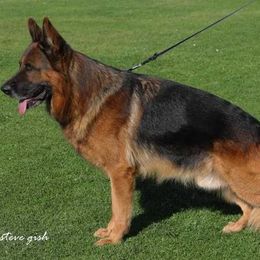 German Shepherd Puppies from Von Rechtschaffenheit School of Dog Training