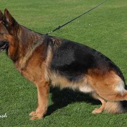 German Shepherd Puppies from Von Rechtschaffenheit School of Dog Training