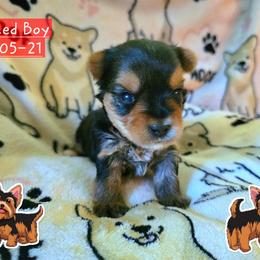 River - Black and gold male Yorkshire Terrier puppy in Nitro, West Virginia from Kathryn's Yorkies