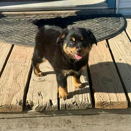 Evey - Black tri female Toy Australian Shepherd puppy in Medical Lake, Washington from MAS Gone Rogue