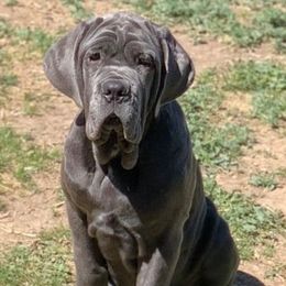 Neapolitan Mastiffs from Fear of the Lord Mastino