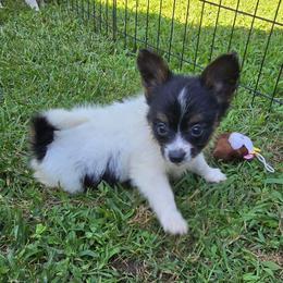 FERN - White black and tan female Papillon puppy in Hollister, Missouri from Swan Creek Kennel