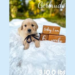 Golden Retriever Puppies from All shades Golden