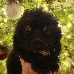 Shih Tzu Puppies from Tammy's Shihtzu Shack