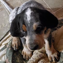 Bluetick Coonhound Puppies from Debbie Fietzer's Bluetick Coonhounds