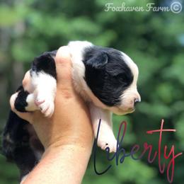 Liberty - Black tri-color female Australian Shepherd puppy in Tallapoosa, Georgia from Foxhaven Farms Aussies