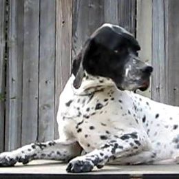 German Shorthaired Pointer and Pointer All Grown Up from Paladen