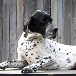 German Shorthaired Pointer and Pointer All Grown Up from Paladen