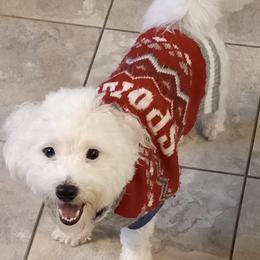 Mouse - Coton de Tulear