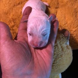 L64-01 - Red speckled male Australian Cattle Dog puppy in Sheridan, Oregon from 6pk Cattledogs