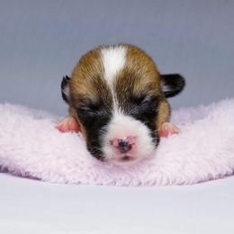 American Corgi and Pembroke Welsh Corgi Puppies from Whimsical Treasure Corgis