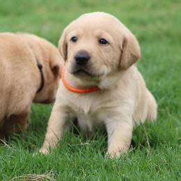 Girl 3 - Yellow female Labrador Retriever puppy in Four Oaks, North Carolina from TLC Retrievers