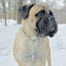 Bonnie - Bullmastiff