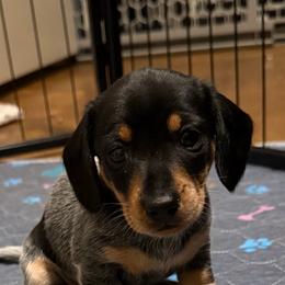 Poppy - Black and tan female Dachshund puppy in Brashear, Texas from Shepherds Run Miniature Dachshunds