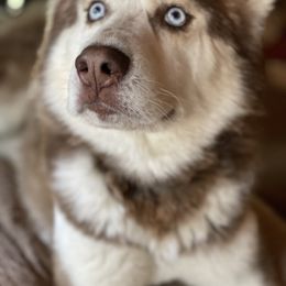 Jasper - Siberian Husky