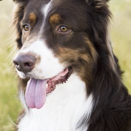 Australian Shepherds from Sheigh Cox