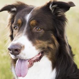 Australian Shepherds from Sheigh Cox