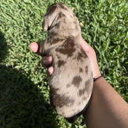 Dachshund Puppies from Torres Dachshunds