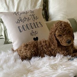 Bernedoodle and Goldendoodle Puppies from Heartfelt GoldenDoodles