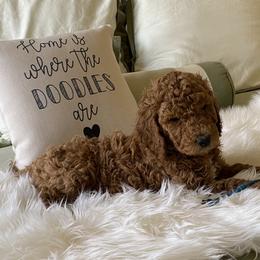 Bernedoodle and Goldendoodle Puppies from Heartfelt GoldenDoodles