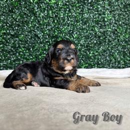 Grey Boy - Phantom male Bernedoodle puppy in Modesto, California from Two Doods Doodles