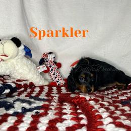 Sparkler - Black and tan male Dachshund puppy in Monitor, Washington from Shannon Dolly’s Dachshunds