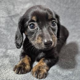 Sugar - Black and tan female Dachshund puppy in Aiken, South Carolina from Paragon Puppies