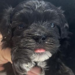 Damon - Black male Maltipoo puppy in Lebanon, Kentucky from Mosaic Merle Doodles
