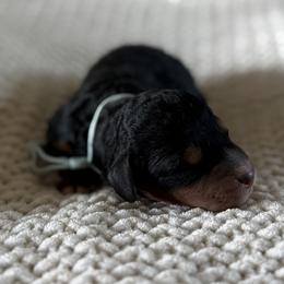 Whipped Cream - Tri-color female Bernedoodle puppy in Modesto, California from Central Valley Canine Companions