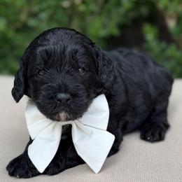 Major - Black and chalk male Australian Labradoodle puppy in Austin, Texas from Lakeway Labradoodles