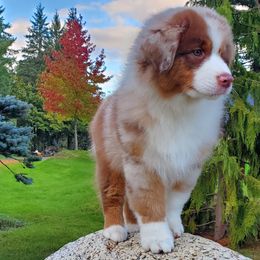 Wrangler - Red merle Australian Shepherd puppy in Olympia, Washington from Echelon Australian Shepherds
