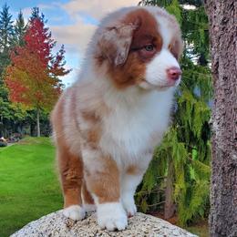 Wrangler - Red merle Australian Shepherd puppy in Olympia, Washington from Echelon Australian Shepherds