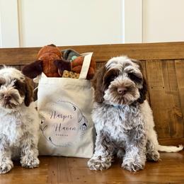 Bernedoodle, Cavalier King Charles Spaniel, Cavapoo, Cockapoo, and Labradoodle Puppies from Harper Haven Doodles