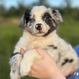 Australian Shepherds from Windie Aussies