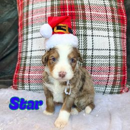Star - Chocolate merle male Bernedoodle puppy in Banner Elk, North Carolina from Walnut Tree Bernedoodles