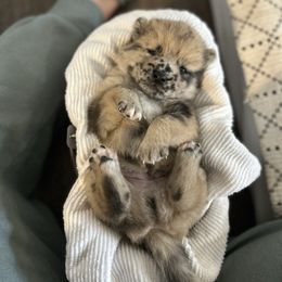 Boy - Merle male Pomsky puppy in Harpers Ferry, West Virginia from Brandie Kelley