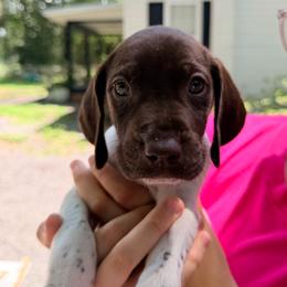 Olive - White and liver female German Shorthaired Pointer puppy in Macclenny, Florida from Dillon's GSPs