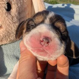 Daffodil - Black tan and white female Beagle puppy in Colville, Washington from Rosehaven Homestead