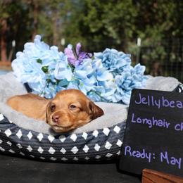 Jellybean (yellow collar) - Red female Dachshund puppy in Prospect, Oregon from Spunky Sausage Pups