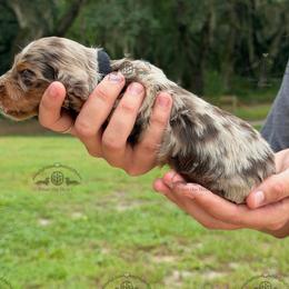 Mr. Black-4800 - Dapple male Dachshund puppy in Ocala/Gainesville, Florida from From the Heart Doxies
