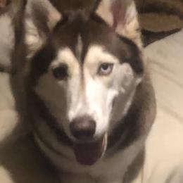 Siberian Huskies from Central KY Huskies