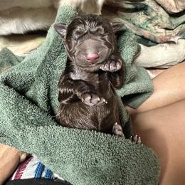 Labrador Retriever Puppies from Aloha Lab Pups of SW Colorado