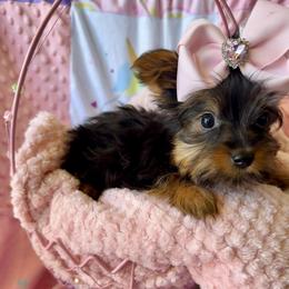 Girl - Black and gold female Yorkshire Terrier puppy in Bakersfield, California from Yorkie To My Heart