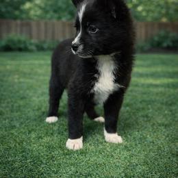 Sky - Black and white female Pomsky puppy in Ravena, New York from Osiris’s Siberians & Pomskies