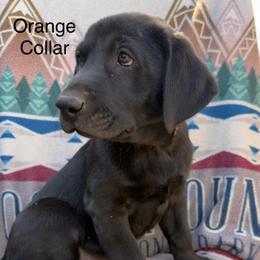 Orange Boy - Black male Labrador Retriever puppy in Lincoln, Nebraska from Labrador Retriever Breedings