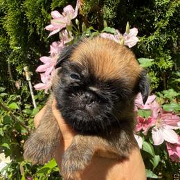 Bear - Belge male Brussels Griffon puppy in Brooks, Georgia from Brooks Berner Bears & Brussels Griffons