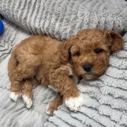 Finnick - Red  male Goldendoodle puppy in Huntington, Utah from Krispydoodle